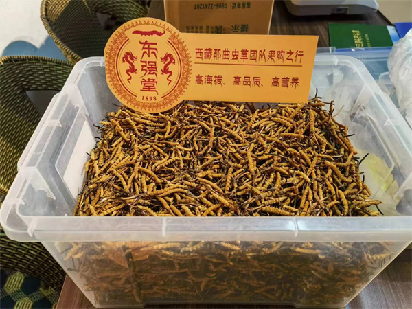 冬虫夏草和花螺搭配怎么吃？