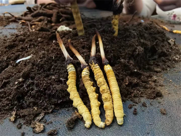 冬虫夏草和明虾搭配怎么吃？