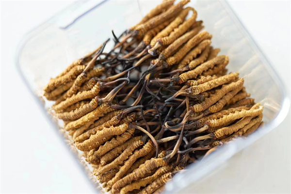 冬虫夏草和红烧子搭配怎么吃？