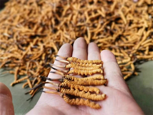 冬虫夏草可以维生素A一起吃吗？