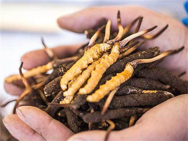 南美白对虾和冬虫夏草搭配的食用方法