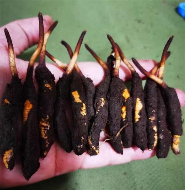 冬虫夏草的炖骨汤和煲汤技巧