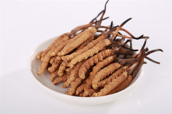 教你在春季保存冬虫夏草的方法