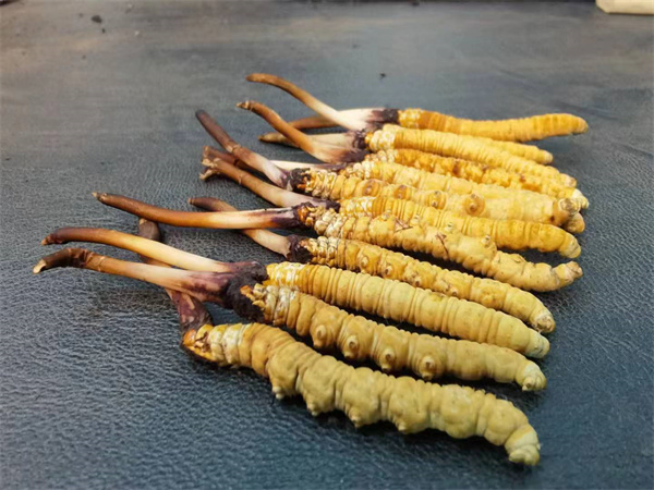冬虫夏草可以和维纳斯黄金苹果一起吃吗？