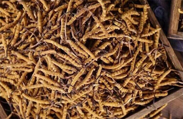 冬虫夏草可以和李子一起吃好不好？