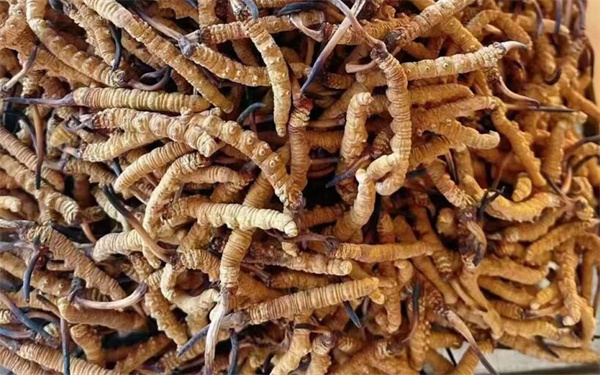 冬虫夏草可以和番石榴一起吃吗？