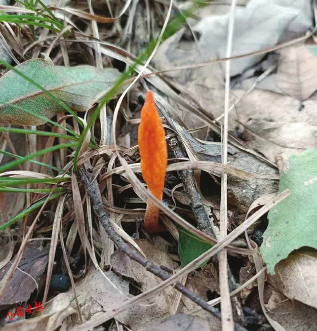 山西太宽河发现野生蛹虫草 虫草产地扩容