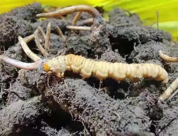 玉树野生冬虫夏草价格指数上线试运行