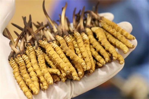 冬虫夏草不能和什么一起吃？冬虫夏草应避免与6类食材同时食用