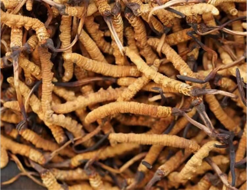 冬虫夏草的营养价值 含有7种生物活性成分