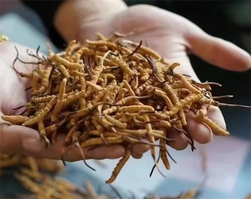 冬虫夏草和海米搭配一起的5种吃法