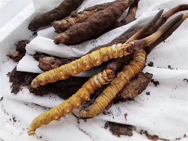 冬虫夏草和和乐蟹搭配一起的5种吃法