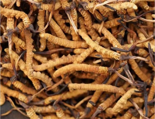 将冬虫夏草研磨成粉末 3种常见的冬虫夏草粉的吃法
