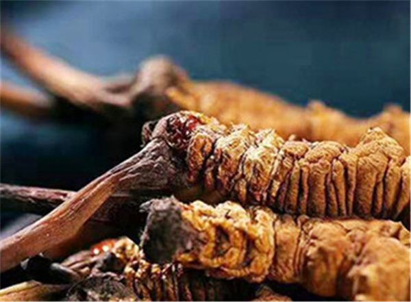 如何选购优质的冬虫夏草 优质冬虫夏草的5个特点