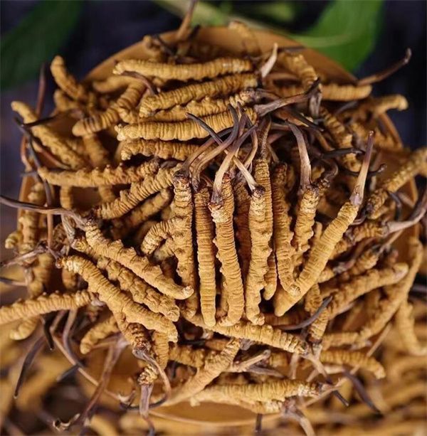 冬虫夏草小孩子能吃吗 小孩子食用冬虫夏草需要慎重考虑
