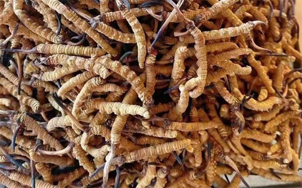 哪些人不能吃冬虫夏草 这7人群应慎重或避免食用冬虫夏草