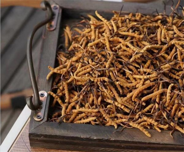 冬虫夏草怎么吃比较好 营养与食用方法详解