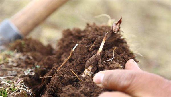 冬虫夏草种植的7个步骤