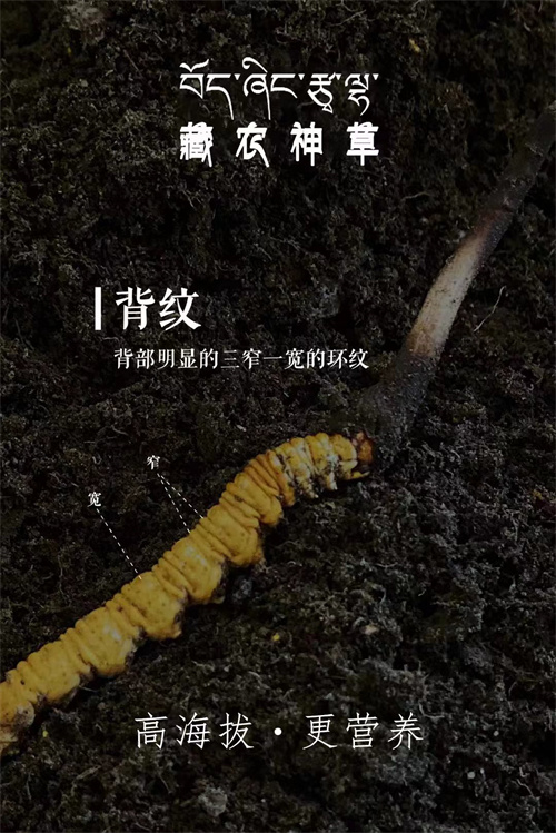 冬虫夏草和甜菜根搭配一起的5种吃法