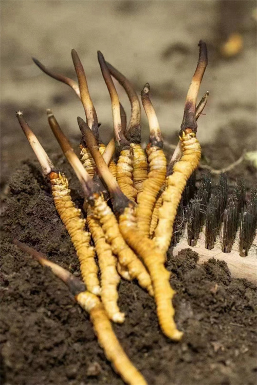 羊肝菌和冬虫夏草可以一起吃 但不宜过量食用