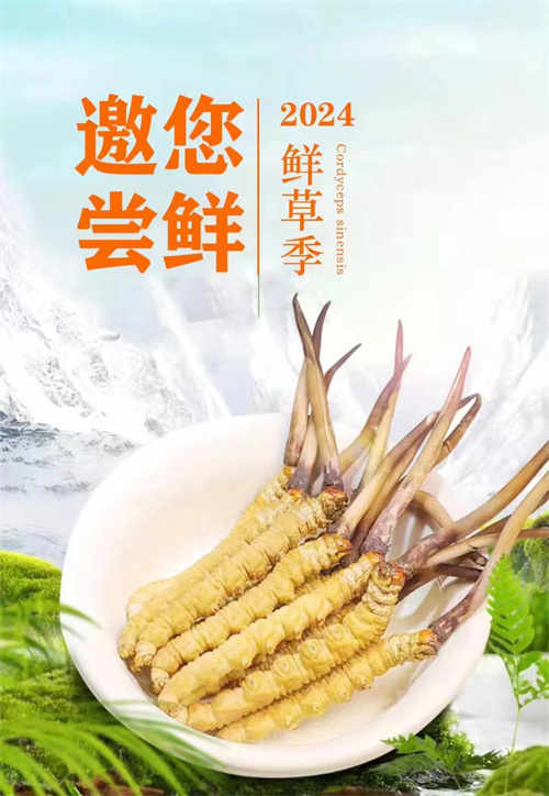 冬虫夏草与核桃煮水 健康养生的新选择