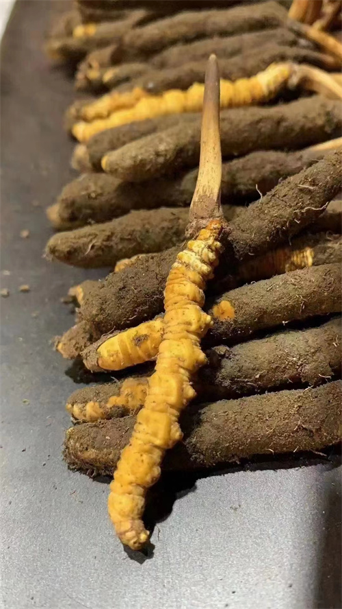 冬虫夏草好运输吗 冬虫夏草运输过程中必须采用冷藏设备