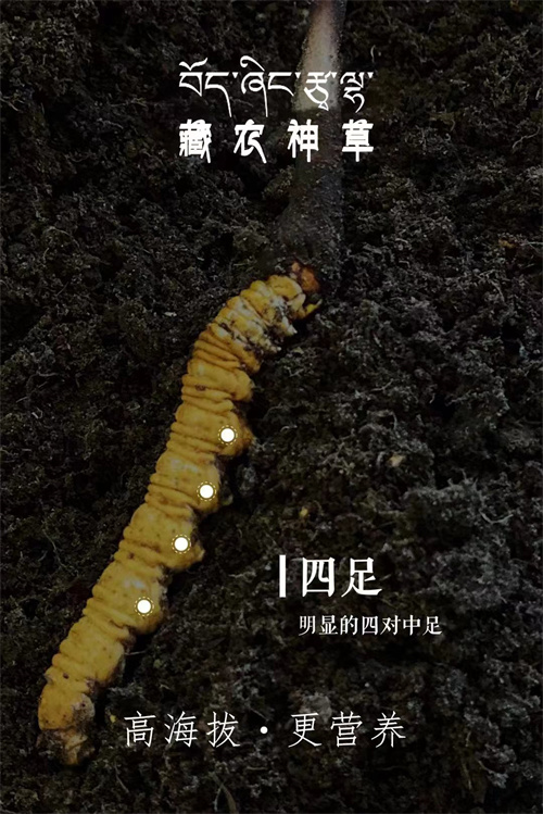 冬虫夏草可以直接吃吗 冬虫夏草的2种直接食用方式
