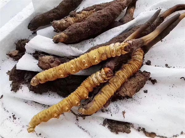 冬虫夏草哪里的最好 盘点3个高品质的冬虫夏草产地