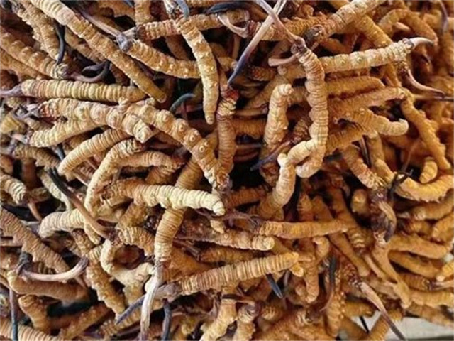冬虫夏草和象拔蚌搭配一起的3种吃法