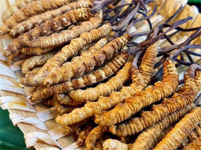 天然冬虫夏草是怎么形成的？天然冬虫夏草的形成过程