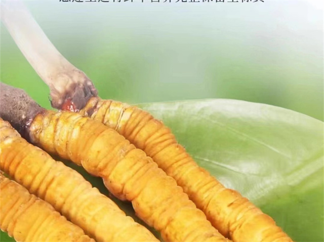 人参冬虫夏草炖汤行吗?人参炖冬虫夏草的营养价值