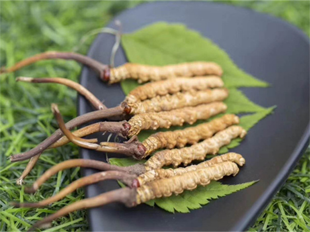 冬虫夏草的药用价值 多种活性成分可抗衰老