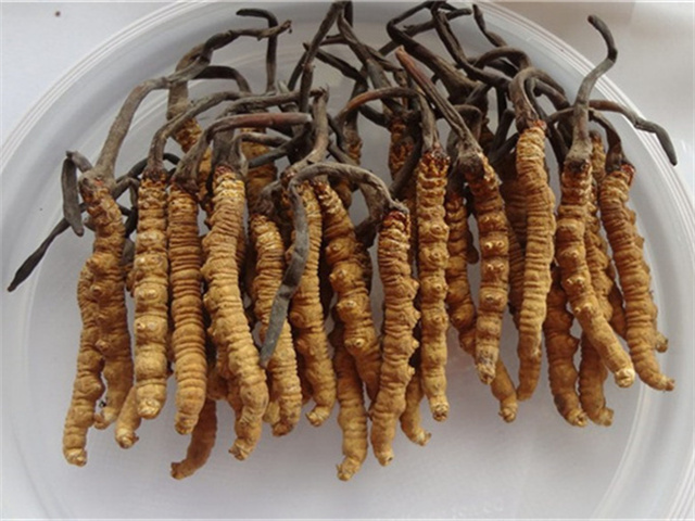 晒干之后的冬虫夏草怎么吃？干冬虫夏草的3种食用方法