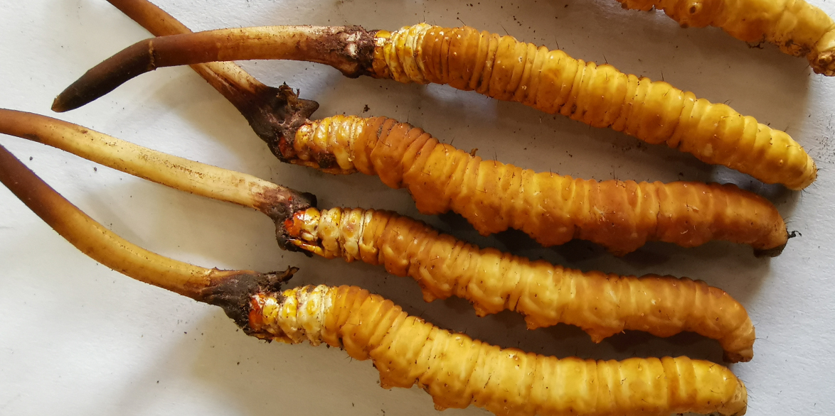 虫草花炒肉——家常美味与健康的完美结合