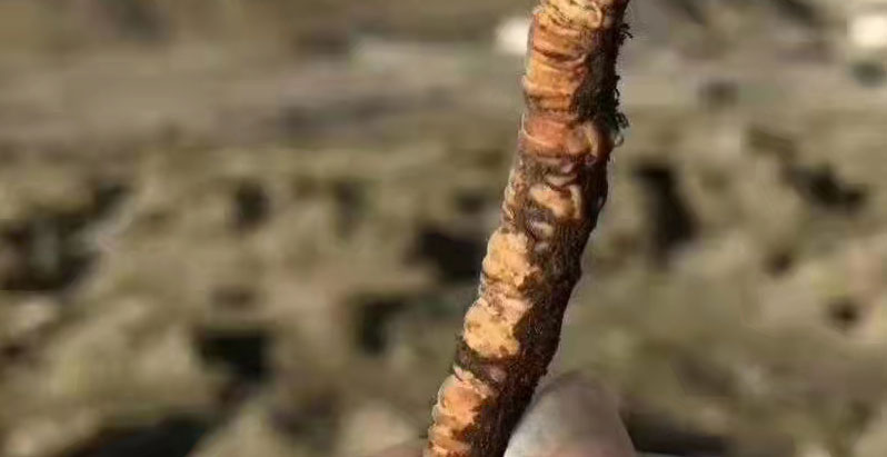 人工种植的虫草和野生的怎么辨别