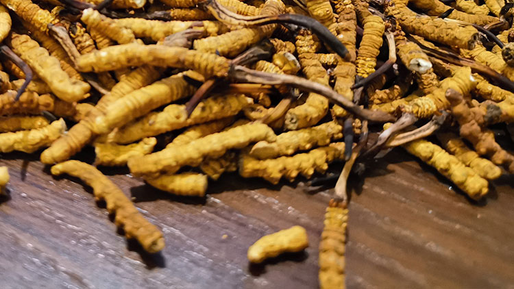 虫草鲜草和干草哪个贵