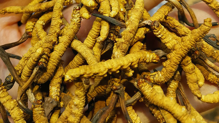 冬虫夏草鲜草和干草哪个好