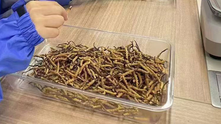 冬虫夏草怎么吃比较好