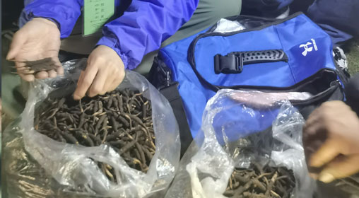 新鲜那曲虫草多少钱一根？揭秘冬虫夏草的价格密码