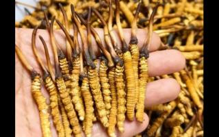 珍草王冬虫夏草是真的吗？揭秘珍稀药材的真相