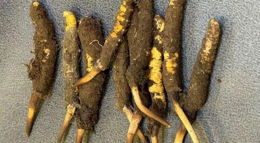 新鲜冬虫夏草可以和枸杞一起吃吗