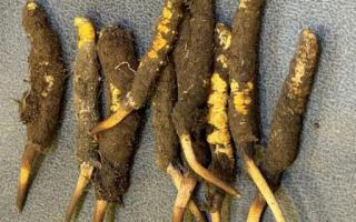 新鲜冬虫夏草可以和枸杞一起吃吗