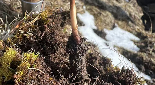 新鲜的冬虫夏草长啥样