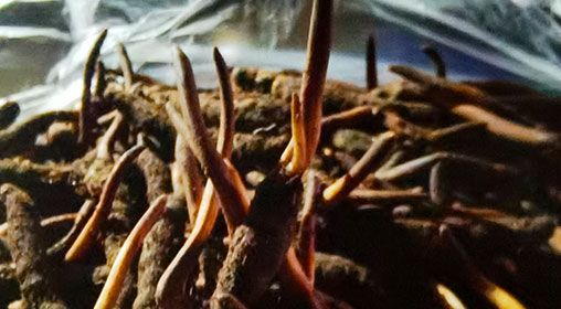 新鲜冬虫夏草排骨汤  