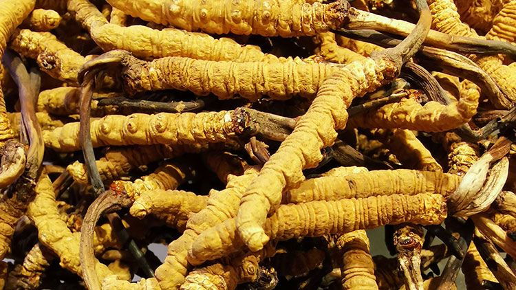 冬虫夏草是什么味道？揭秘“软黄金”的独特风味