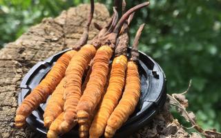 哪个牌子的冬虫夏草好？2024年权威选购指南