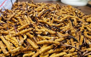 深圳冬虫夏草交易市场：南中国虫草贸易的黄金枢纽