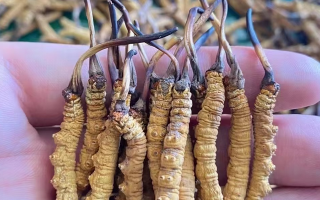 冬虫夏草真假鉴别终极指南：从入门到精通