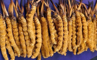 冬虫夏草是什么样的