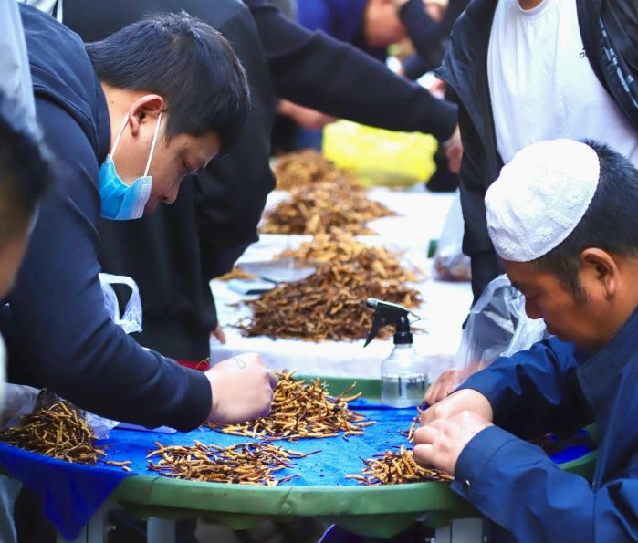 西宁冬虫夏草交易中心：虫草贸易的核心枢纽